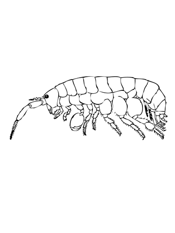 Sand Flea Coloring Page